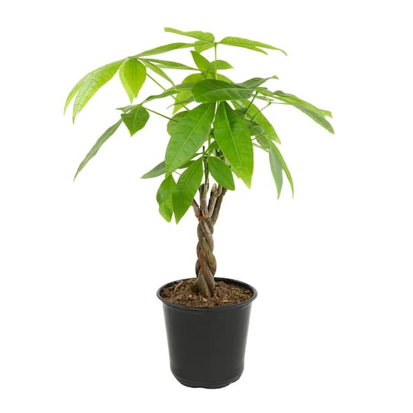 ALTMAN PLANTS Money Tree 4 in. Live House Plant (PACHIRA) Single Plant in grower pot