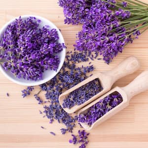 25 oz. Lavender Herb Plant (2-Pack)