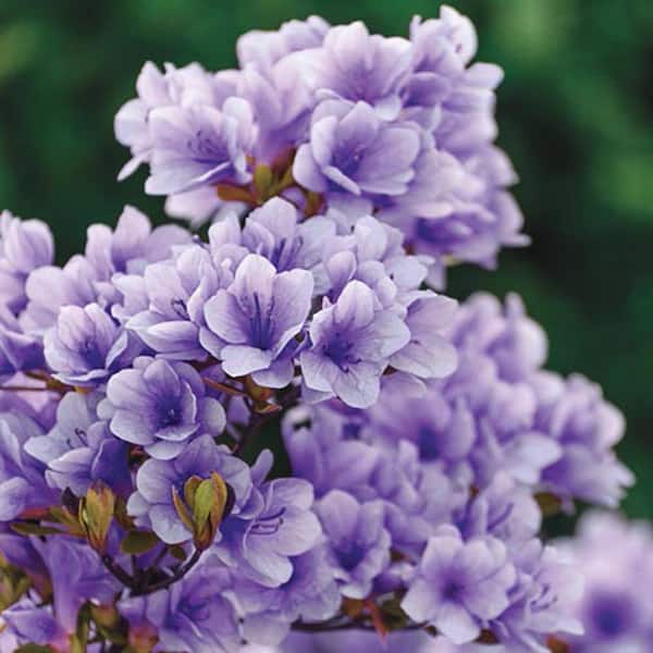 Spring Hill Nurseries 2 in. Pot Purple Gem Rhododendron, Live Broadleaf Evergreen Plant, Purple Flowering Shrub (1-Pack)