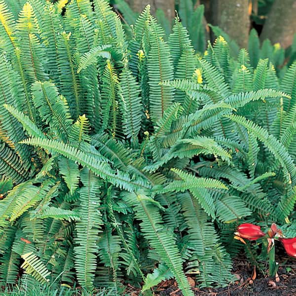 Unbranded 10 in. Sword Fern (Boston Fern) Plant in Grower Pot
