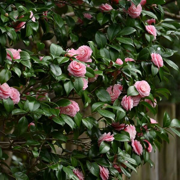 national PLANT NETWORK 1 gal. High Fragrance Camellia Japonica