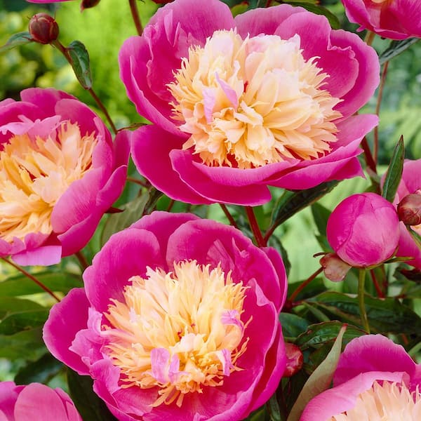 VAN ZYVERDEN Peonies Bulbs Bowl Of Beauty (Set of 6 Roots)