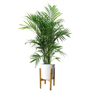 Cateracterum Palm (Cat Palm) Plant in 9.25 in. White Cylinder Pot and Stand