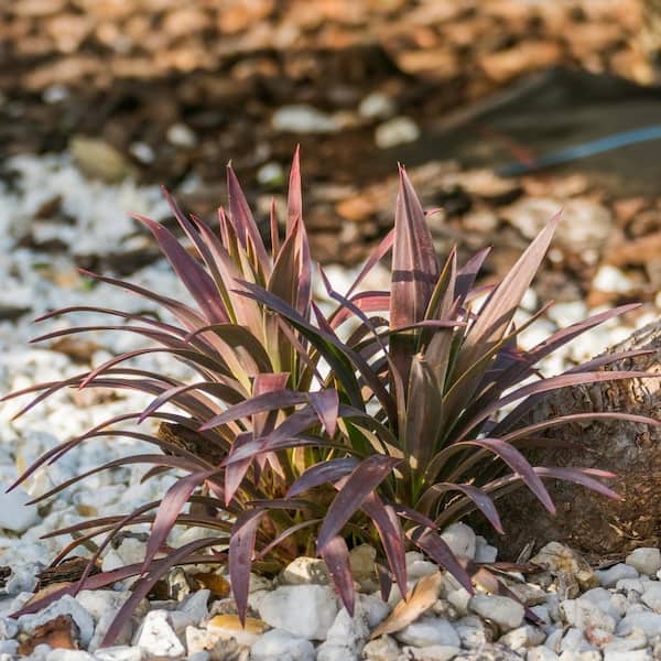✨お得な②株SET✨ ♦︎Cordyline Red Starとても綺麗な樹形です Cordyline 'Red Star' — Green Acres Nursery & Supply