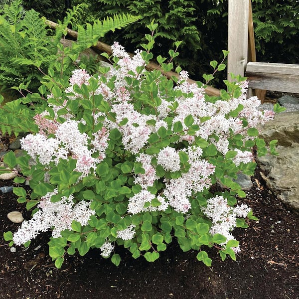 BLOOMIN' EASY 2 Gal. Pearl Potion Lilac (Syringa) Live Shrub