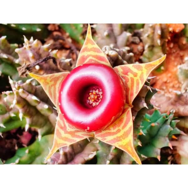 Wekiva Foliage Lifesaver Cactus-Live Plant in a 4 Inch Pot-Huernia