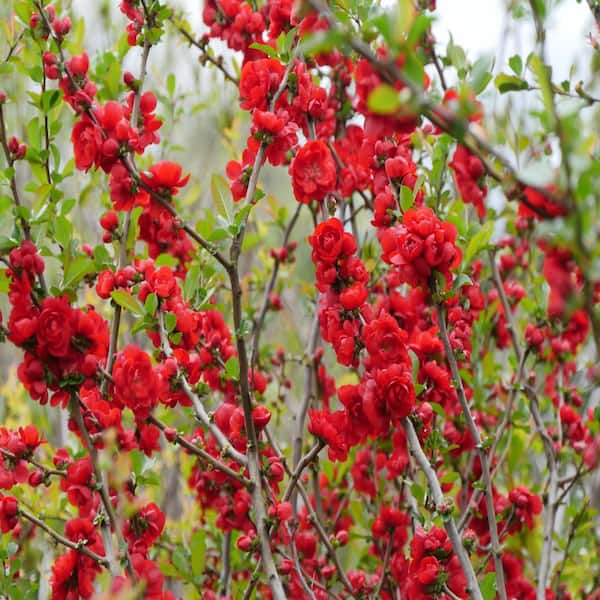 PROVEN WINNERS 2 Gal. Double Take Scarlet Quince Flowering Shrub