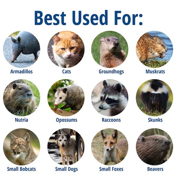 Large 1-Door Professional Live Animal Cage Trap for Raccoon, Opossum, Groundhog, and Feral Cat