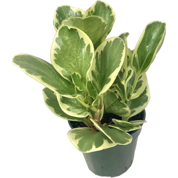 Peperomia Marble-Live Plant in a 4 Inch Pot-Peperomia Obtusifolia 'Marble'-Variegated Indoor Houseplant