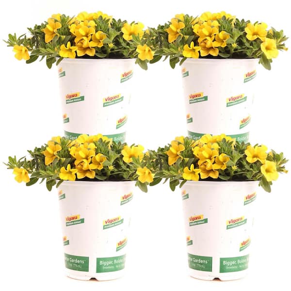 1 Qrt Conga Calibrachoa Annual Plant with Yellow Flowers (4-Pack)