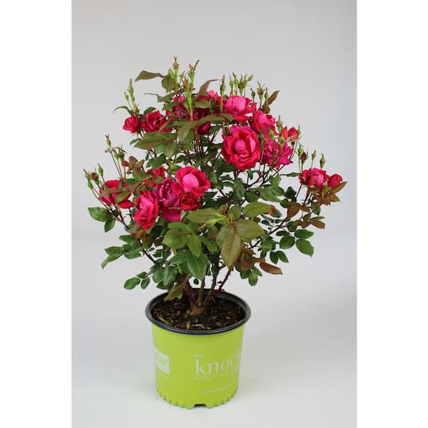 KNOCK OUT 1 Gal. Red Knock Out Rose Bush with Red Flowers in Knock Out Plastic Pot