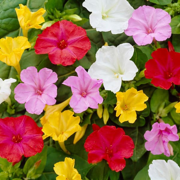 VAN ZYVERDEN 4 O Clock's Mirabilis Jalapa Mixed Bulbs (9-Pack)