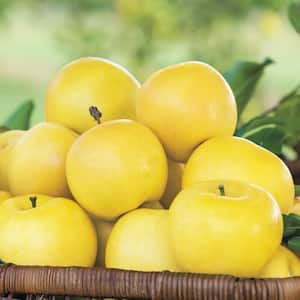 Dorsett Golden Reachables Apple Malus Live Fruiting Bareroot Tree (1-Pack)