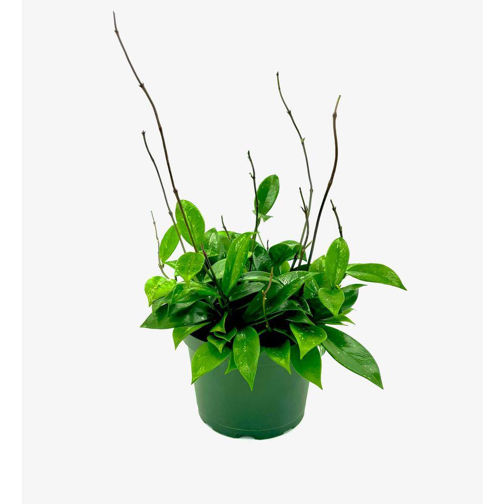 hampshire-farms-house-plants-