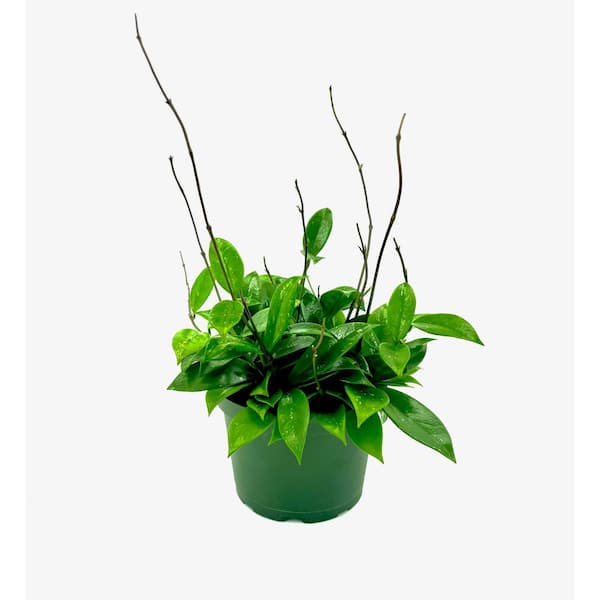HAMPSHIRE FARMS 6 in. Hoya Pubicalyx Speckled Plant in Grower Pot