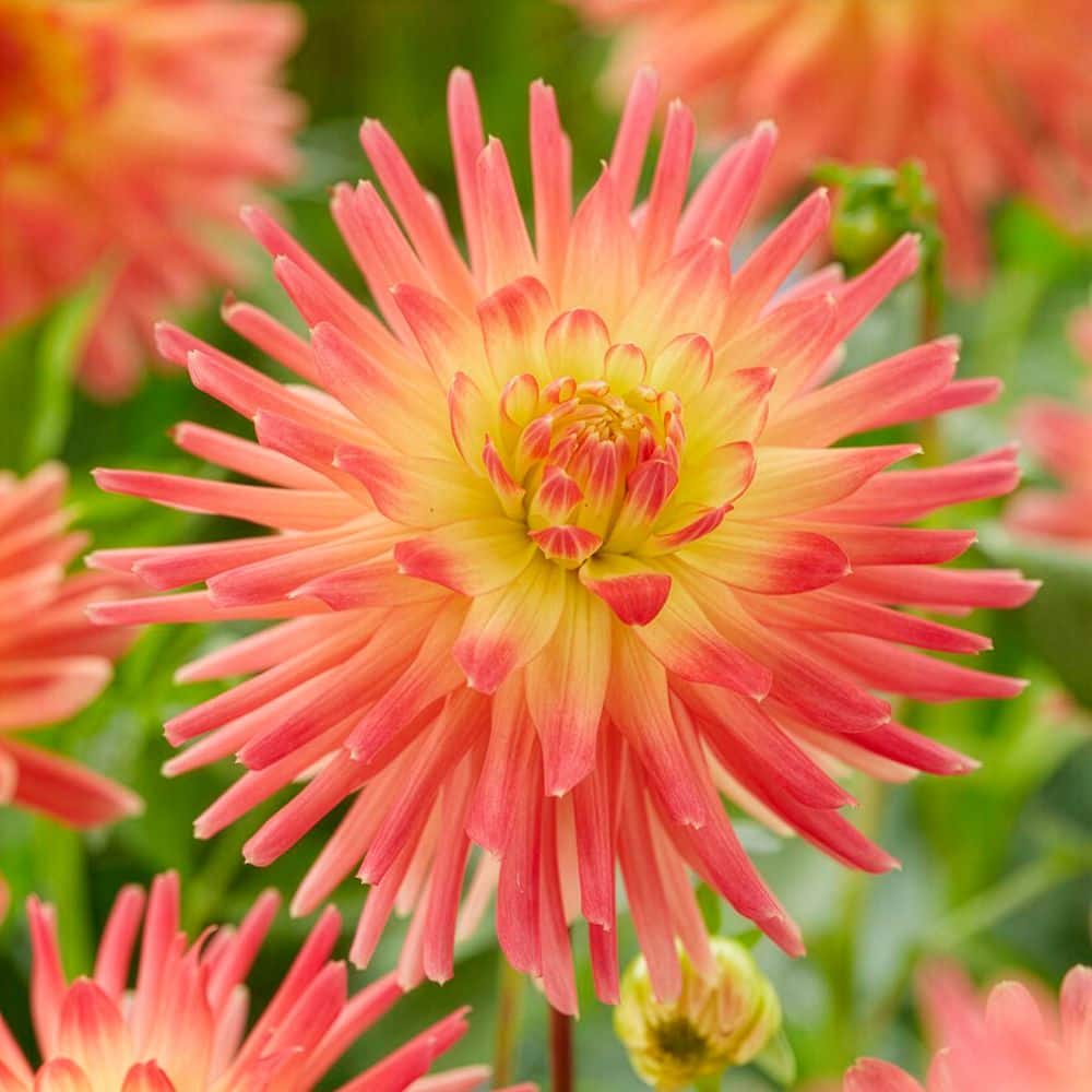 【美品_即日発送】NORTHWAVE DAHLIA 24cm 22-23モデル VAN ZYVERDEN Van Zyverden Dahlias Felida Solar Flare Set of 5