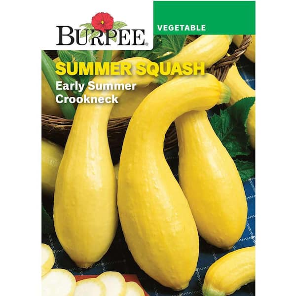 Squash Summer Early Summer Crookneck Vegetable Seed