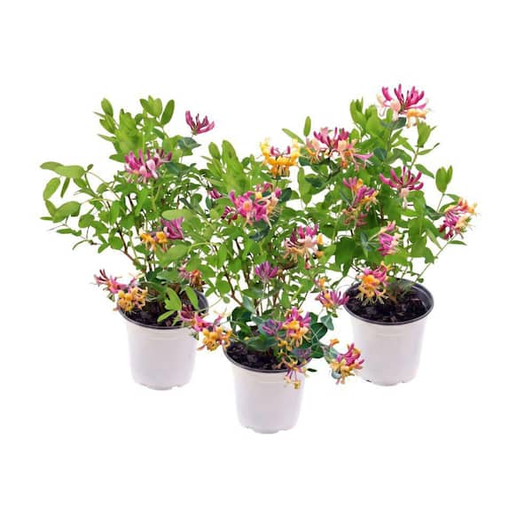4 in. Honeysuckle Peaches and Cream Plant (3-Pack)