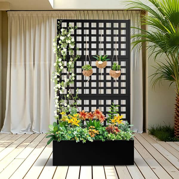 begonia hanging basket plants Apricot Joy Hanging Basket Begonia main image 0