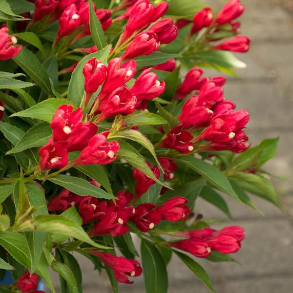 BLOOMIN' EASY Jumbo Pint Crimson Kisses Weigela Live Shrub, Red Flowers