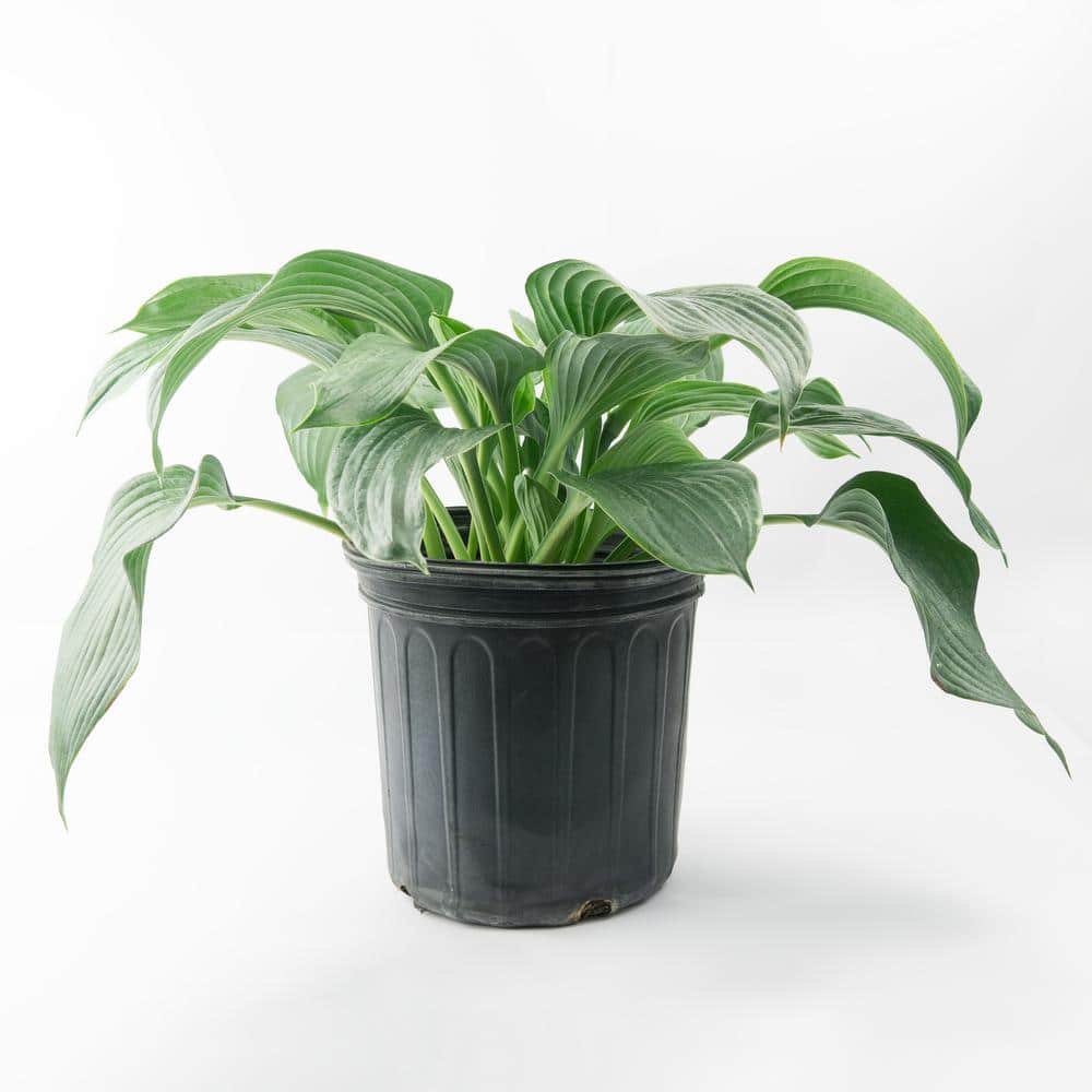 2 Gal. Blue Angel Hosta, Live Perennial Plant, Blue-Green Foliage
