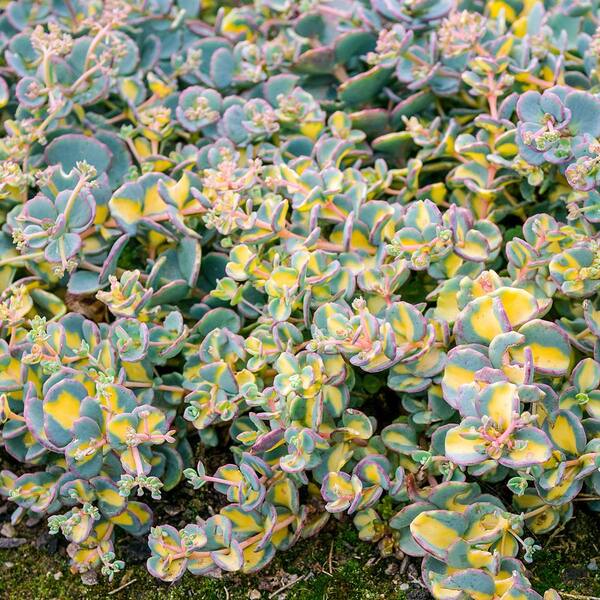 Spring Hill Nurseries 2 in. Pot Variegated Creeping Blue Sedum Live Deciduous Plant Blue and Yellow Foliage Groundcover Perennial (1-Pack)