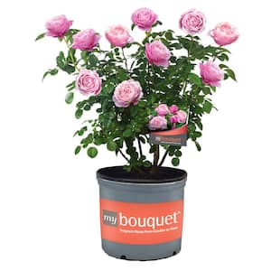 2 Gal. Cathedral Falls Rose with Pink Flowers