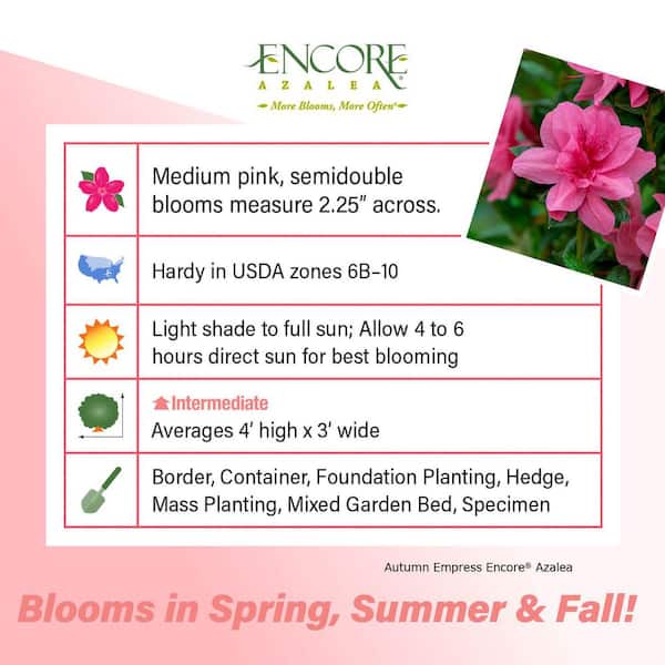 3 Gal. Autumn Empress Azalea Shrub with Reblooming Bright Pink Flowers - Low-Maintenance Evergreen Bush