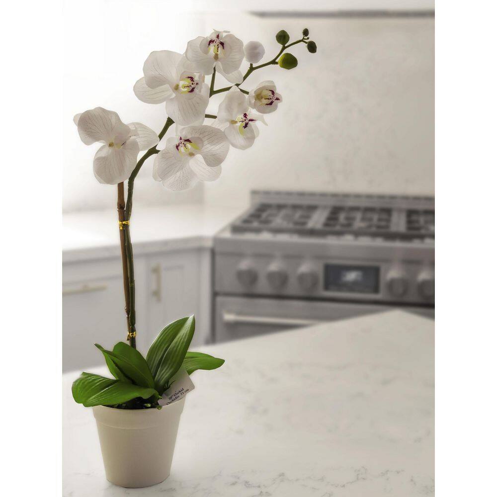 47'' White Silk Orchid in Plastic Pot