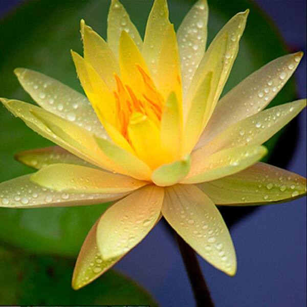 Givhandys 41/2 in. Potted Texas Dawn Hardy Water Lily Aquatic Pond Plant Texas Dawn