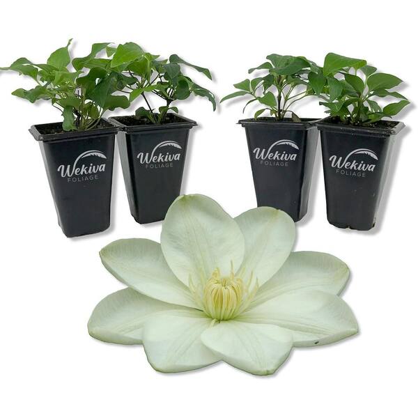Wekiva Foliage Clematis Guernsey Cream 4-Live Starter Plants in 2 in. Growers Pots-Starter Plants Ready for The Garden-Clematis