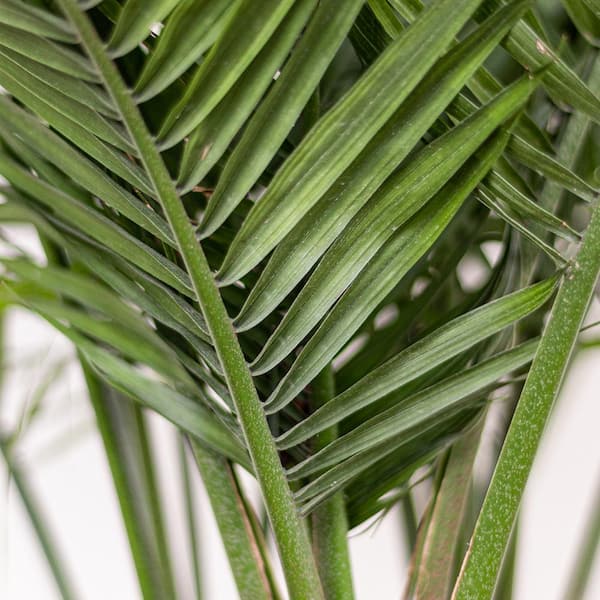 black gold philodendron philodendron melanochrysum Philodendron Melanochrysum - Rare Black Gold Philodendron Care Guide main image 1