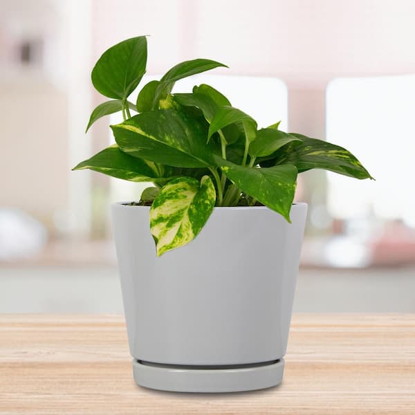 8.1 in. Piedmont Medium Gray Ceramic Pot (8.1 in. D x 7.6 in. H) with Drainage Hole and Attached Saucer