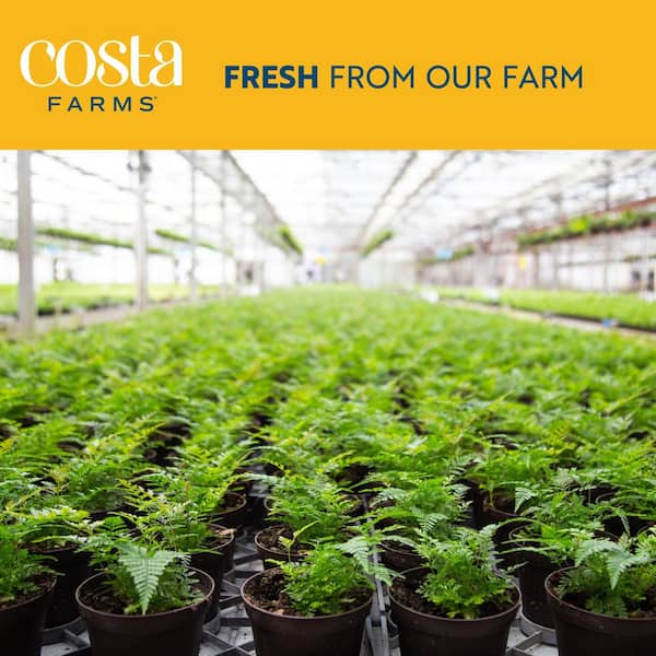 Costa Farms Zamioculcas Zamiifolia ZZ Indoor Plant in 6 in