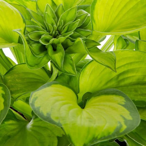 3 Gal. Landscape White Lavender Hosta Perennial Plant (1-Pack)