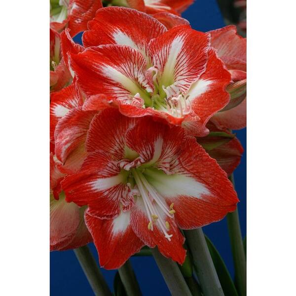 Bloomsz Minerva Garden Amaryllis Bulbs (12-Pack)