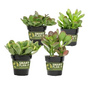 Classic Jade Succulent (Crassula) Houseplant in 2.5 in. Grower Pots (4-Pack)