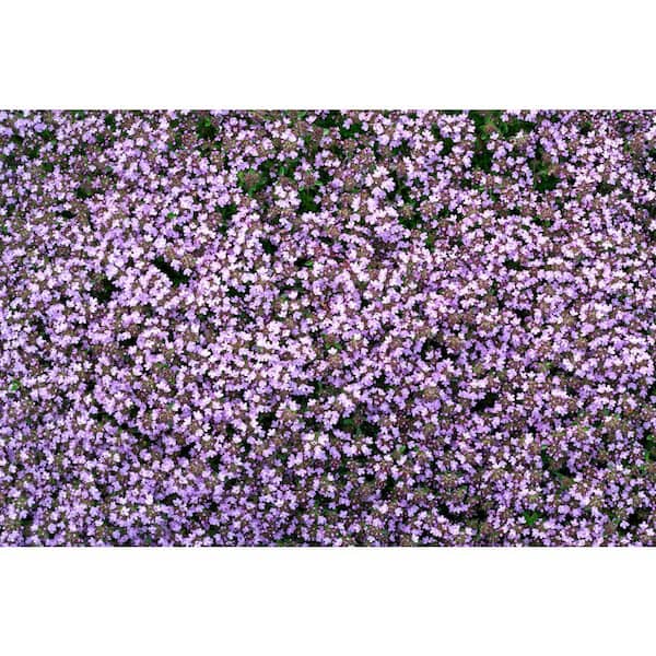 BELL NURSERY 1 Gal. Pink Chintz Creeping Thyme (Thymus