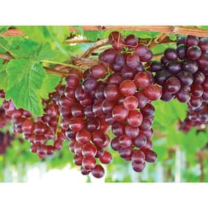 2 Gal. Catawba Grape Vine (Vitis) Live Fruit-Bearing Potted Plant, Red Grape Vine (1-Pack)