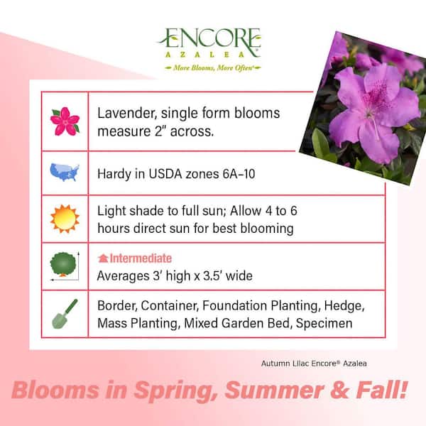 3 Gal. Autumn Lilac Azalea Shrub with Reblooming Lavender-Purple Flowers - Low-Maintenance Evergreen Bush
