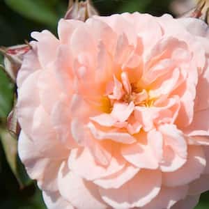 1 Gal. Apricot Drift Live Rose Bush with Orange Flowers