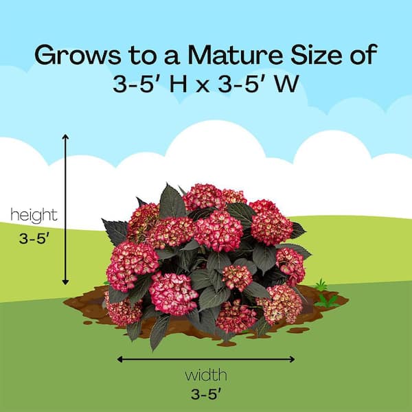 FIRST EDITIONS 2 Gal. Eclipse Hydrangea Shrub with Cranberry or