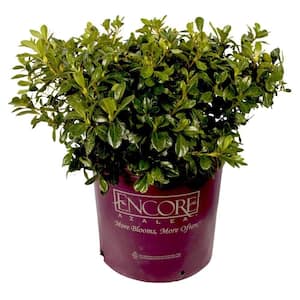 3 Gal. Autumn Coral Shrub with Bicolor Pink Reblooming Flowers