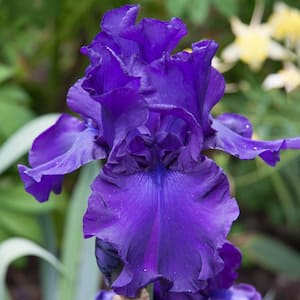 Blue Flowering Titan's Glory Bearded Iris, Dormant Bare Root Perennial Plant (1-Pack/Rhizome)