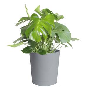 Philodendron Monstera Swiss Cheese Indoor Plant in 10 in. Gray Planter, Avg. Shipping Height 2-3 ft. Tall