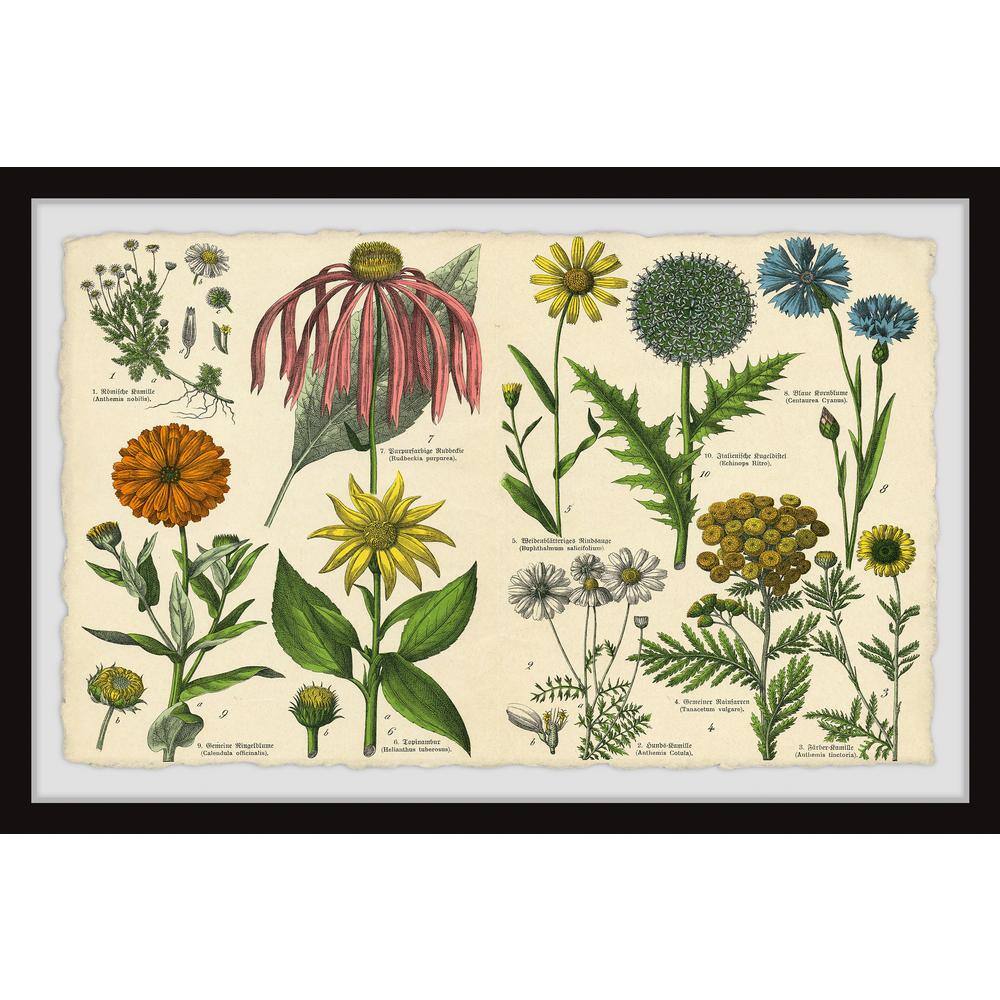 Southern Globethistle by Marmont Hill Framed Nature Art Print 20 in. x 30 i