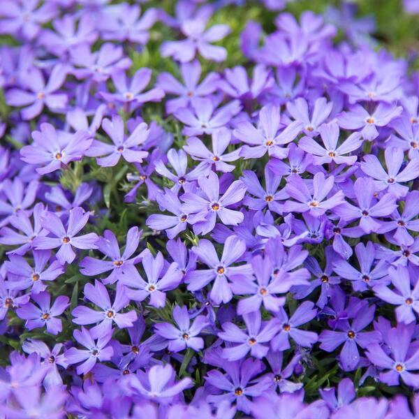 Spring Hill Nurseries 2.50 in. Pot Violet Pinwheels Creeping Phlox Ground Cover with Purple Flowers Live Perennial Plant (1-Pack)