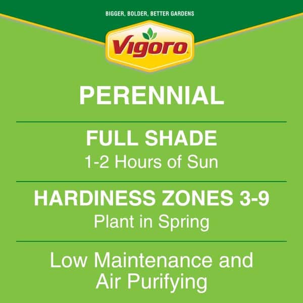 1.5 Qt. Hosta Minuteman Perennial Plant (5-Pack)