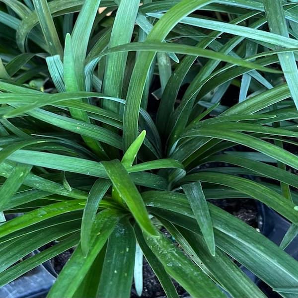 OnlinePlantCenter - 1 gal. Big Blue Lily Turf Plant