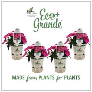 4.25 in. Eco+Grande Compact Hot Pink SunPatiens Impatiens Outdoor Annual Live Plant with Pink Flowers (4-Pack)